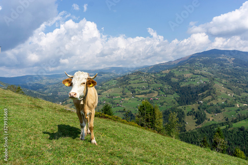 Cow on the mountain top