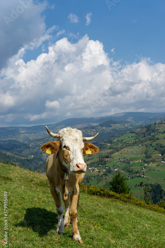 Cow on the mountain top