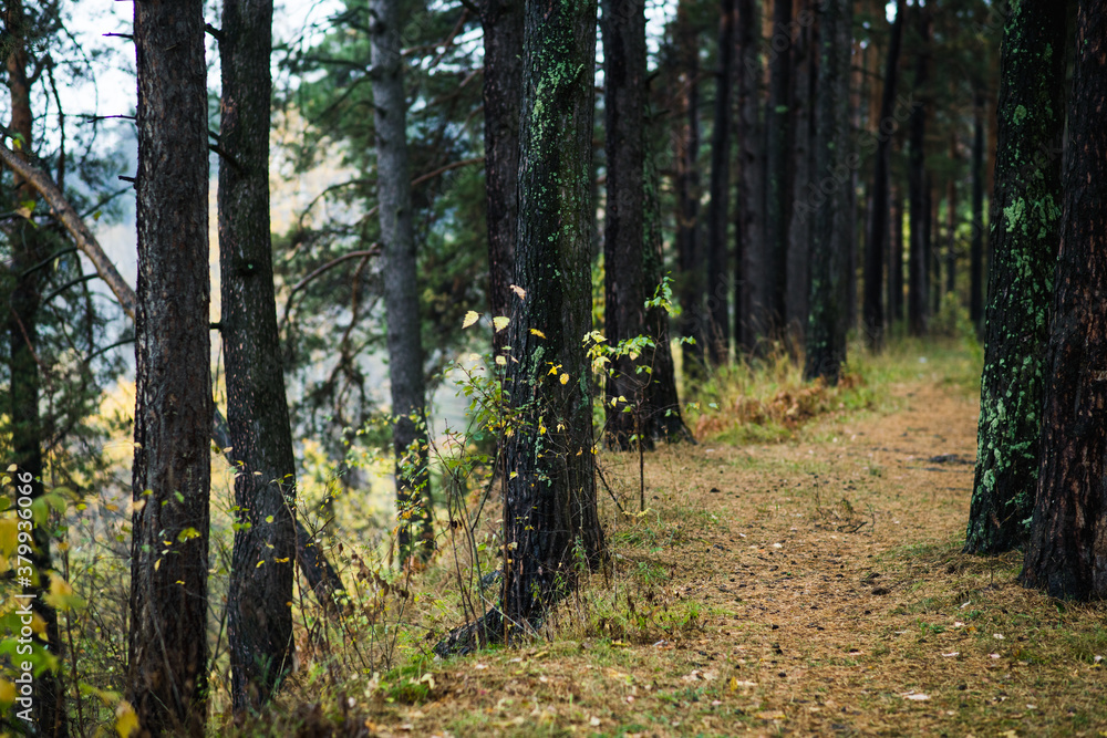 Obraz premium Pine forest in rainy autumn morning. Autumn landscape. 