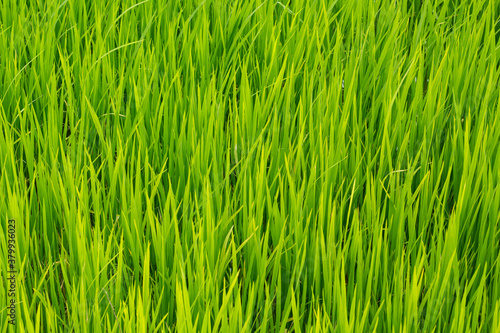 green rice field.