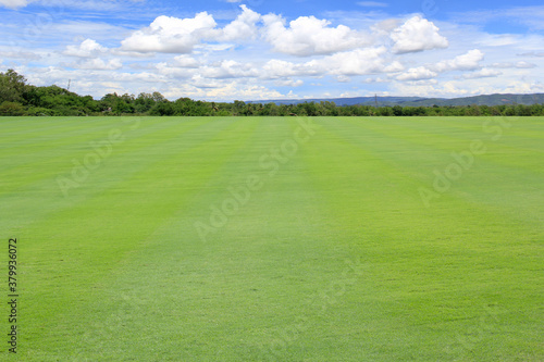 field of grass with blue sky