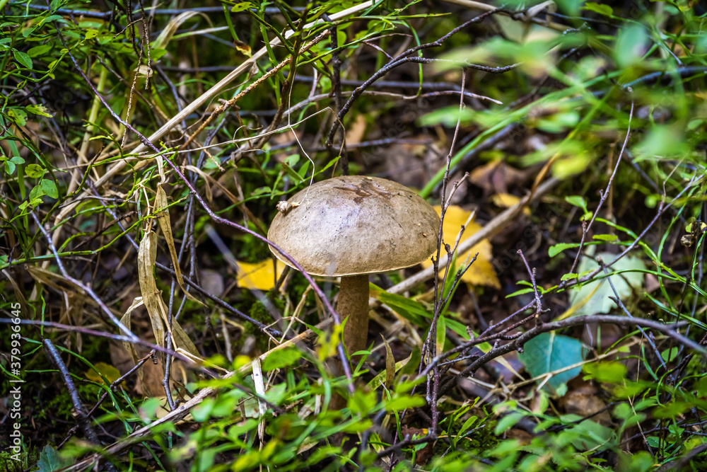 Edible boletus mushrooms are found in large numbers in early autumn in the forests and the Leningrad region. Edible boletus mushrooms are found in large numbers in early autumn in the forests and the Leningrad region.