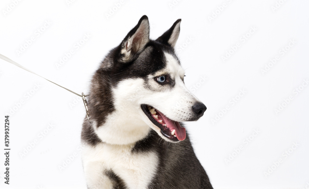 Young husky dog over white background