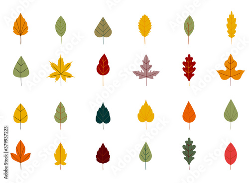 Collection beautiful colorful autumn leaves isolated on white background. Simple cartoon flat style. Autumn leaves of maple, oak, birch. Floral design element.