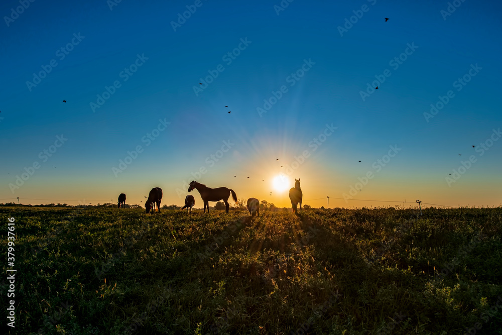 Horses in Silhouette at Sunrise in Rural Farm Field