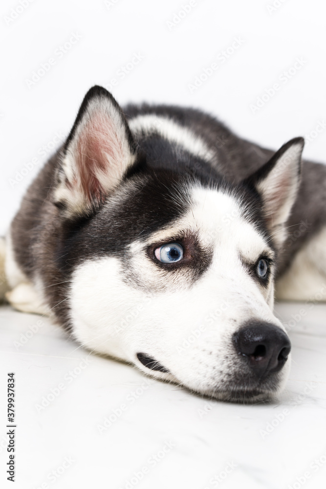 Young husky dog over white background