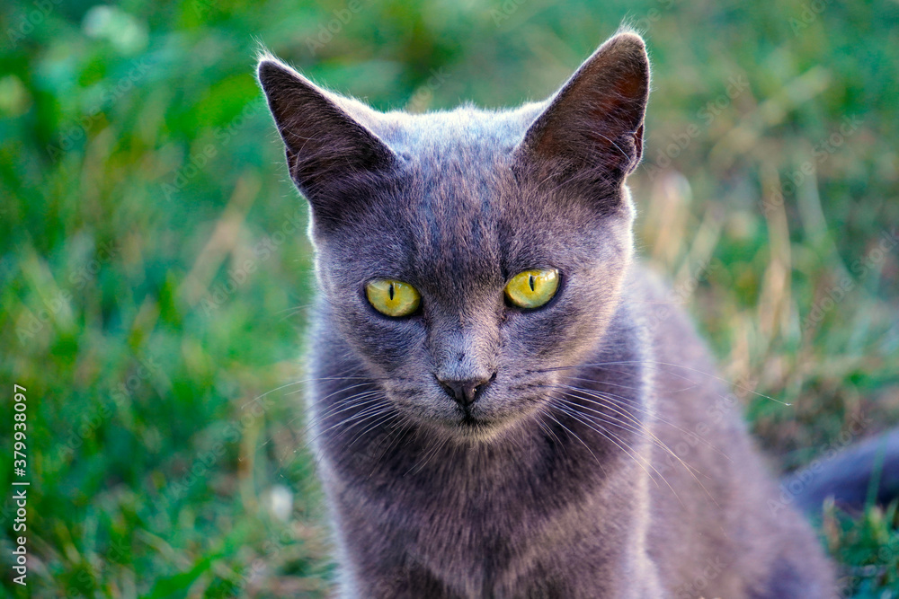 A stray gray cat in the backyard A stray gray cat in the backyard
