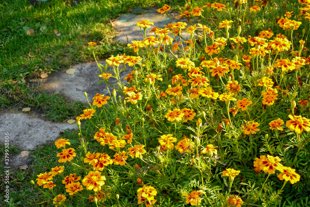 Obraz premium Bright autumn orange flowers grow along the stone path