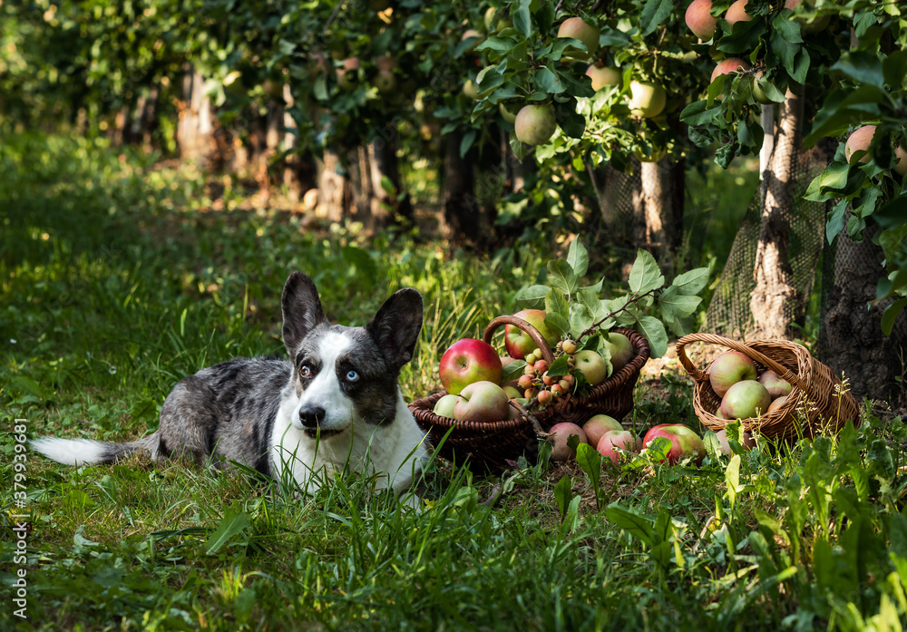 Fototapeta premium A corgi dog lies near a basket of ripe apples in a large apple orchard