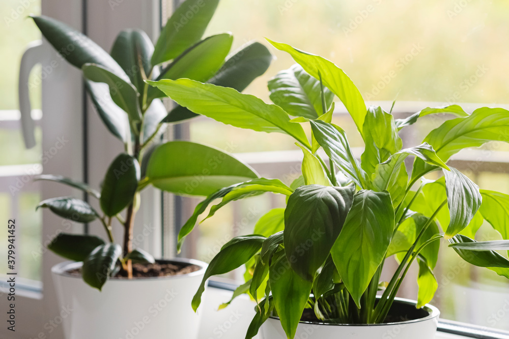 Home flowers and plants in white pots on the windowsill: Sansevieria, Ficus elastica, Spathiphyllum, cactus. Home plants care concept. Interior of a modern scandinavian style apartment.Selective focus Home flowers and plants in white pots on the windowsill: Sansevieria, Ficus elastica, Spathiphyllum, cactus. Home plants care concept. Interior of a modern scandinavian style apartment.Selective focus