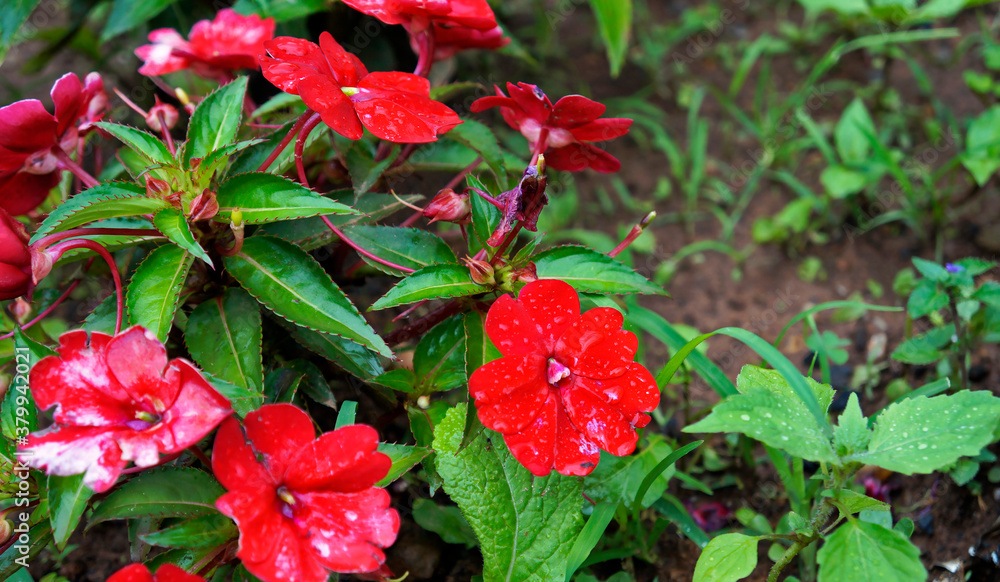 Red New Guinea impatiens flowers (Impatiens hawkeri)