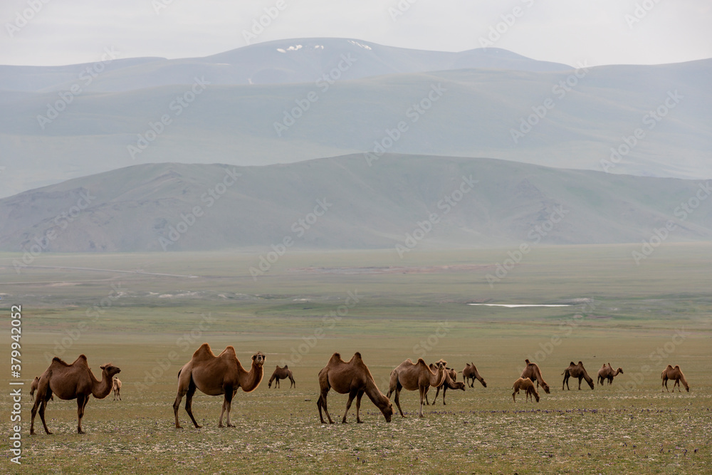 Steppe in Mongolia with Herd of Camels Steppe in Mongolia with Herd of Camels