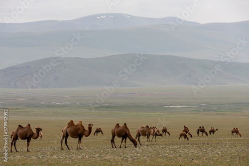 Steppe in Mongolia with Herd of Camels