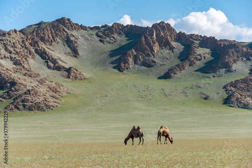 Mongolia Steppe with twof Camels