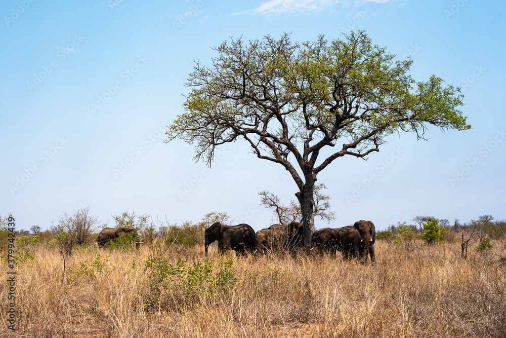 Fototapeta premium Éléphant d'Afrique, Loxodonta africana, Parc national Kruger, Afrique du Sud