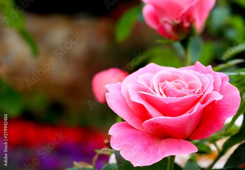 Pink rose