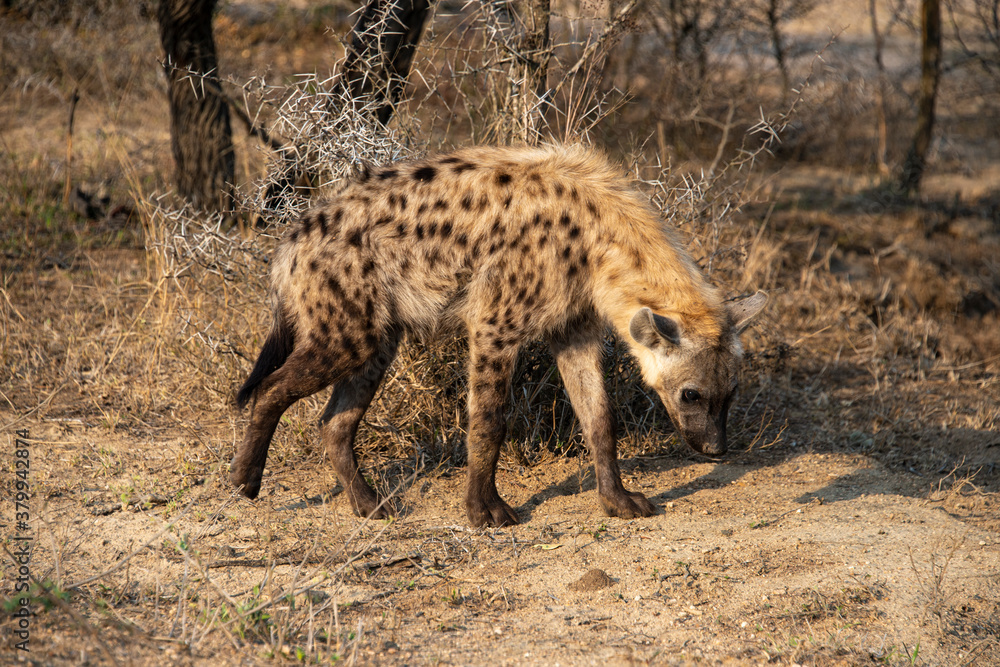 Hyène tachetée, jeune, Crocuta crocuta, Afrique du Sud Hyène tachetée, jeune, Crocuta crocuta, Afrique du Sud