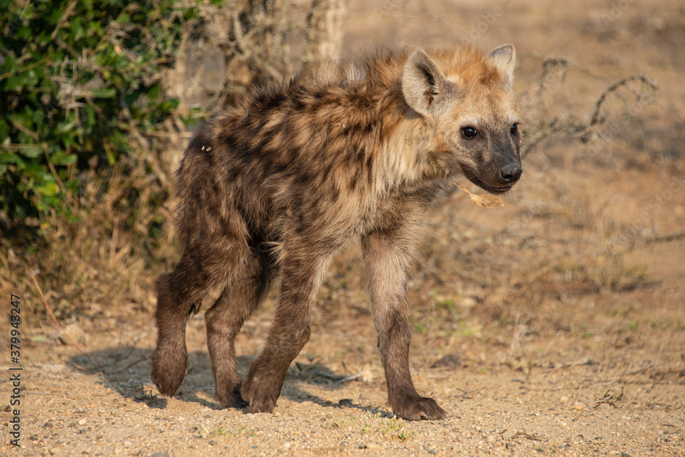 Hyène tachetée, jeune, Crocuta crocuta, Afrique du Sud