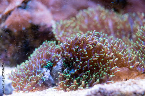 splitting ricordea yuma in reef aquarium photo
