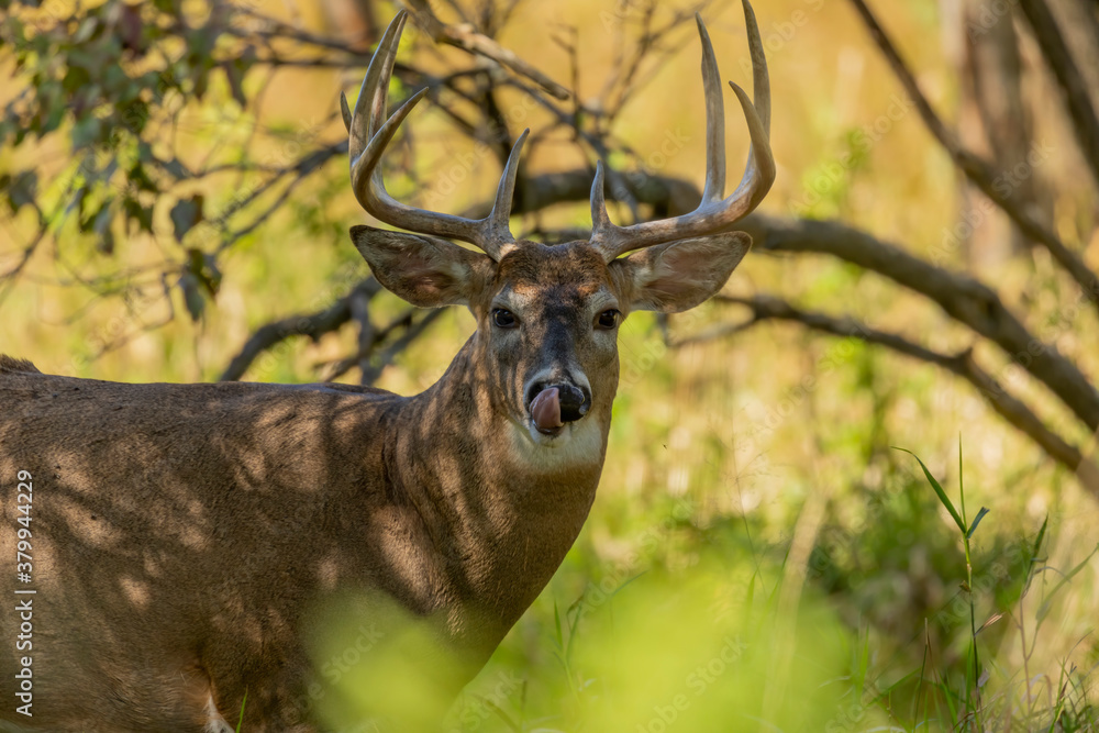 The white -tailed deer on a pasture The white -tailed deer on a pasture