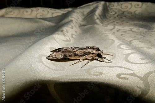 The beautiful giant silk moth butterfly photo