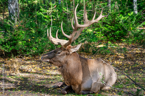 Adult male Siberian maral (Cervus elaphus)