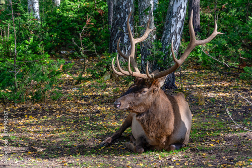 Adult male Siberian maral (Cervus elaphus)