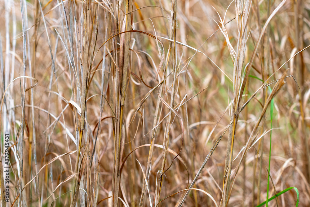Fototapeta premium Golden grass field in autumn with dried textured grass stalks close up ~A MEADOW'S SPLENDOR~