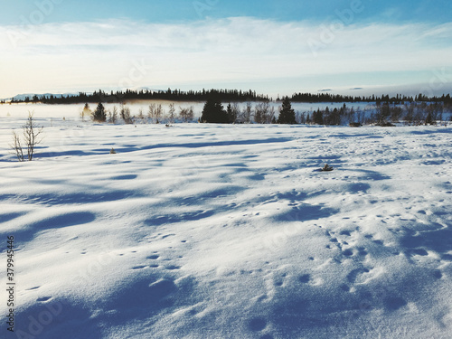 Animal Tracks in White Scandinavian Winter Landscape on Sunny Da photo