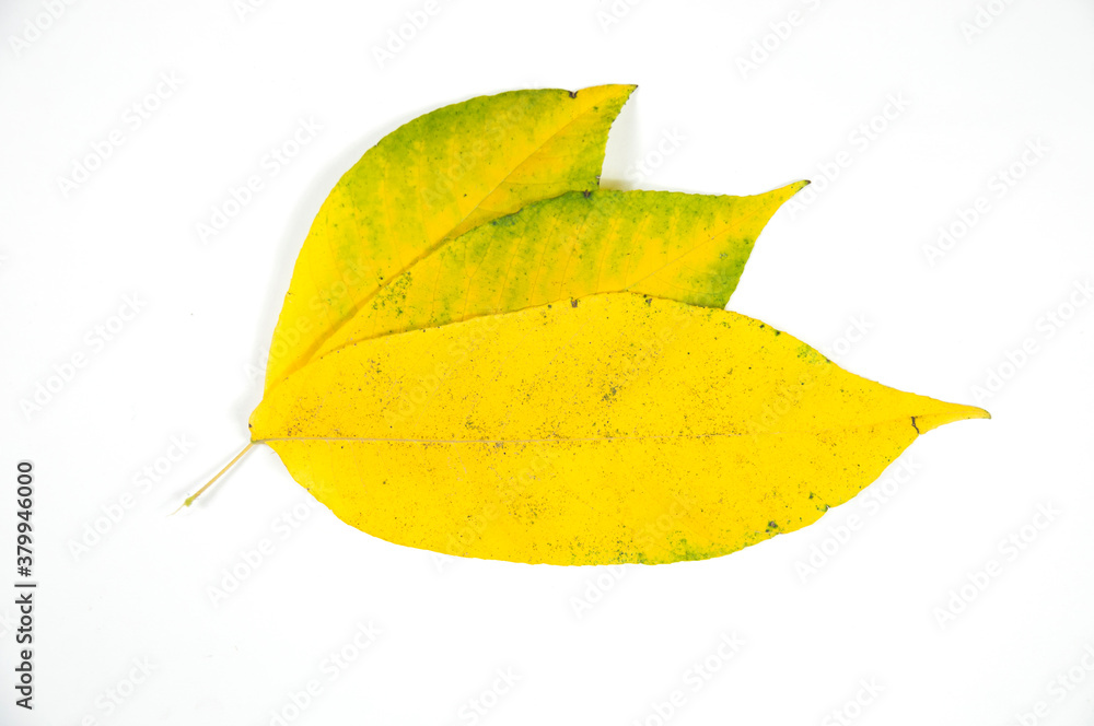 three yellow leaves of the tree lie horizontally on a white background close up three yellow leaves of the tree lie horizontally on a white background close up