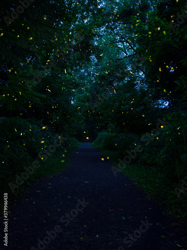 Fotografie Fireflies on Forest Path
