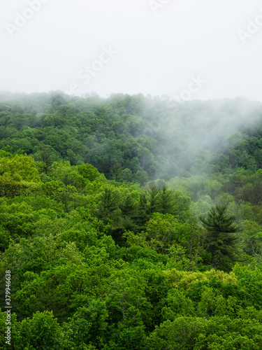 Mist and Forest View