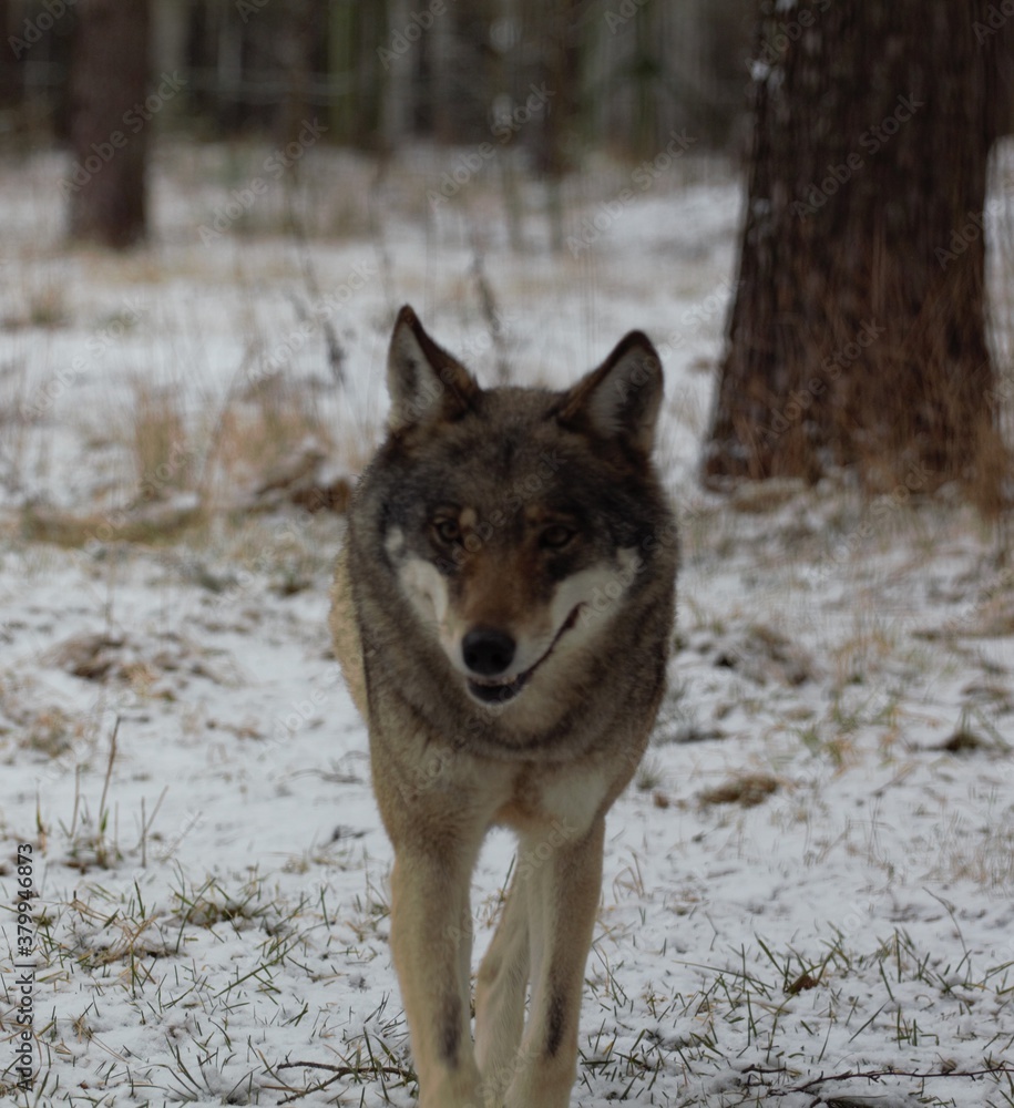 Naklejka premium wolf in snow