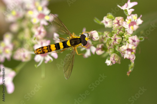 Gewöhnliche Langbauchschwebfliege (Sphaerophoria scripta