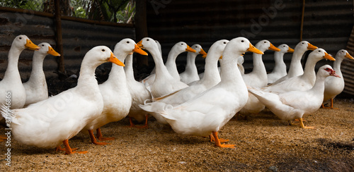 Print op canvas ducks stand looking in farm. White duck ( Pekin )