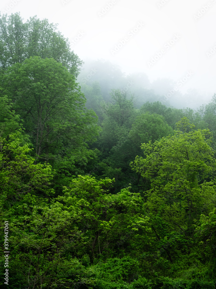 Green Trees and Fog