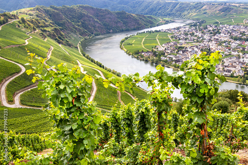 Panoramablick auf Moselschleife bei Piesport Niederemmel mit Weinreben im Vordergrund, Gemeinde Bernkastel-Kues, Rheinlandpfalz, Deutschland