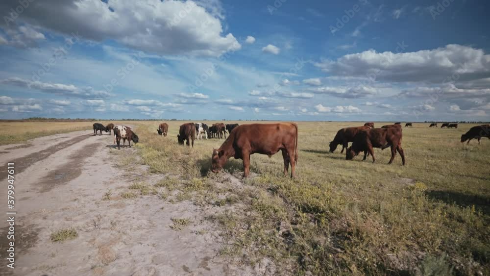A herd of young bulls in the pasture. Ranch, farm animals. Cattle. Livestock business. Young beef for steaks. A herd of young bulls in the pasture. Ranch, farm animals. Cattle. Livestock business. Young beef for steaks.