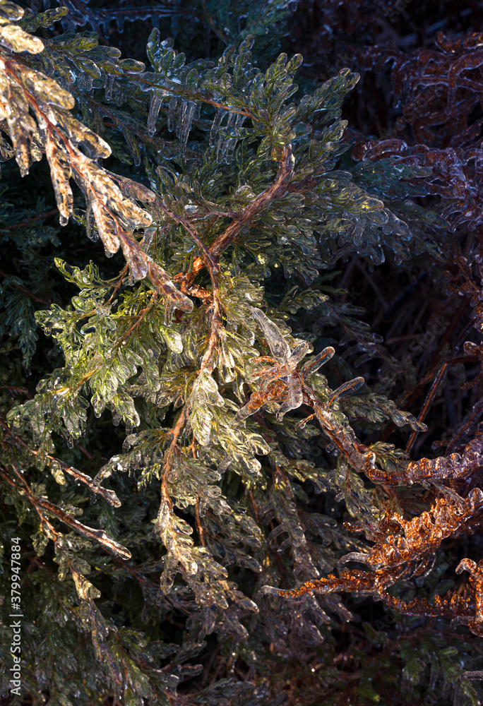 Obraz premium Ice Covered Branches