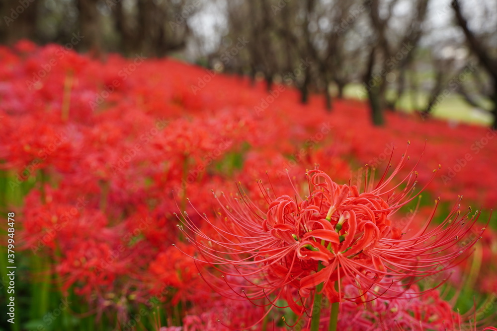 Cluster amaryllis, Red Spider lily, Cluster belladonna, Red flower Called Cluster amaryllis, Red Spider lily, Cluster belladonna, Red flower Called