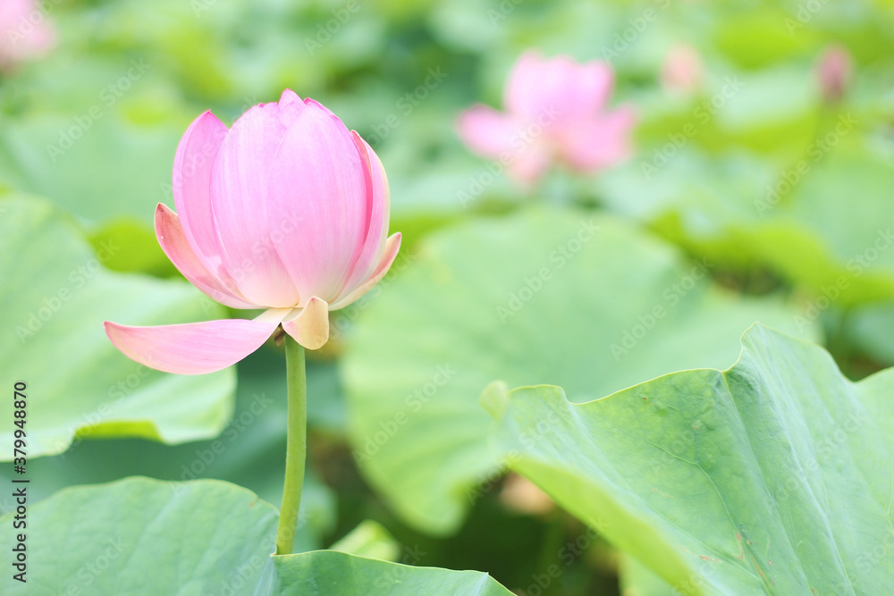 Beautiful pink lotus flower in the garden, Okayama, Japan Beautiful pink lotus flower in the garden, Okayama, Japan
