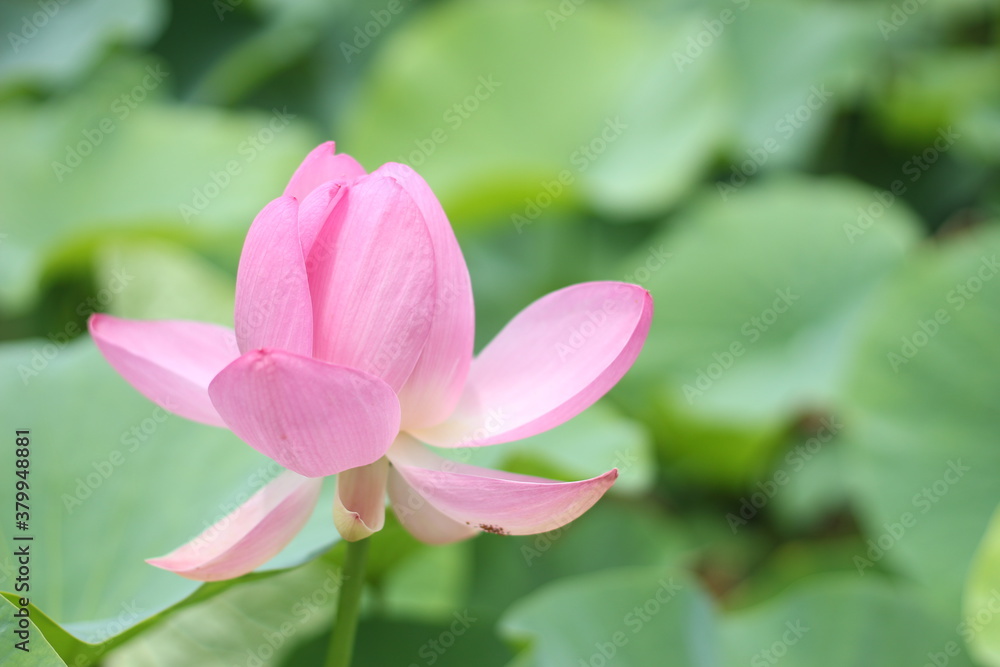 A beautiful and pure pink and white lotus flower (water lily) in a pond, Okayama, Japan, Asia A beautiful and pure pink and white lotus flower (water lily) in a pond, Okayama, Japan, Asia