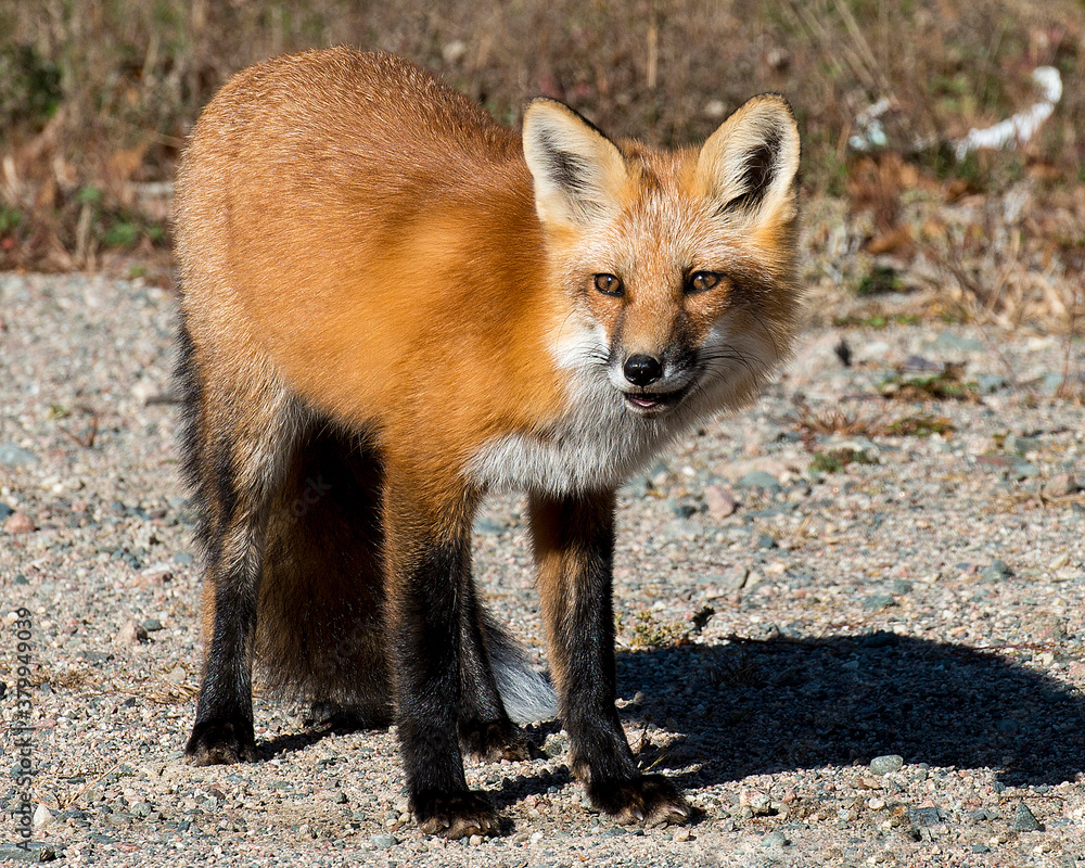 Red Fox Stock Photo. Red Fox in the forest looking at the camera in its habitat and environment displaying  fur, head, eyes, ears, nose, paws, tail. Fox tail. Fox fur.  Picture. Photo.