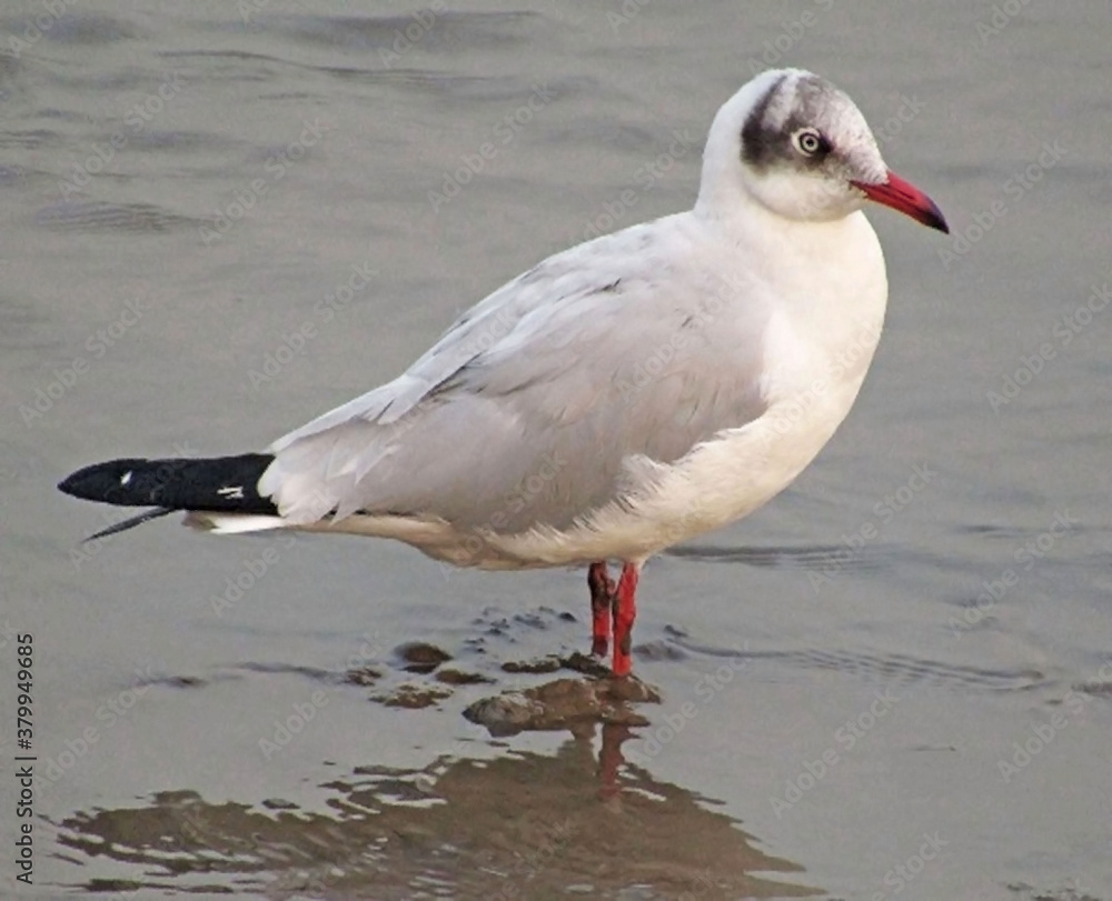 Fototapeta premium Brown headed gull