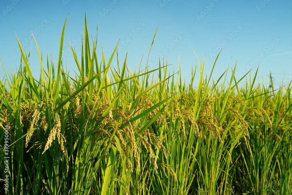 Fototapeta premium Rice field under the blue sky in harvest season. October in Saitama, Japan.