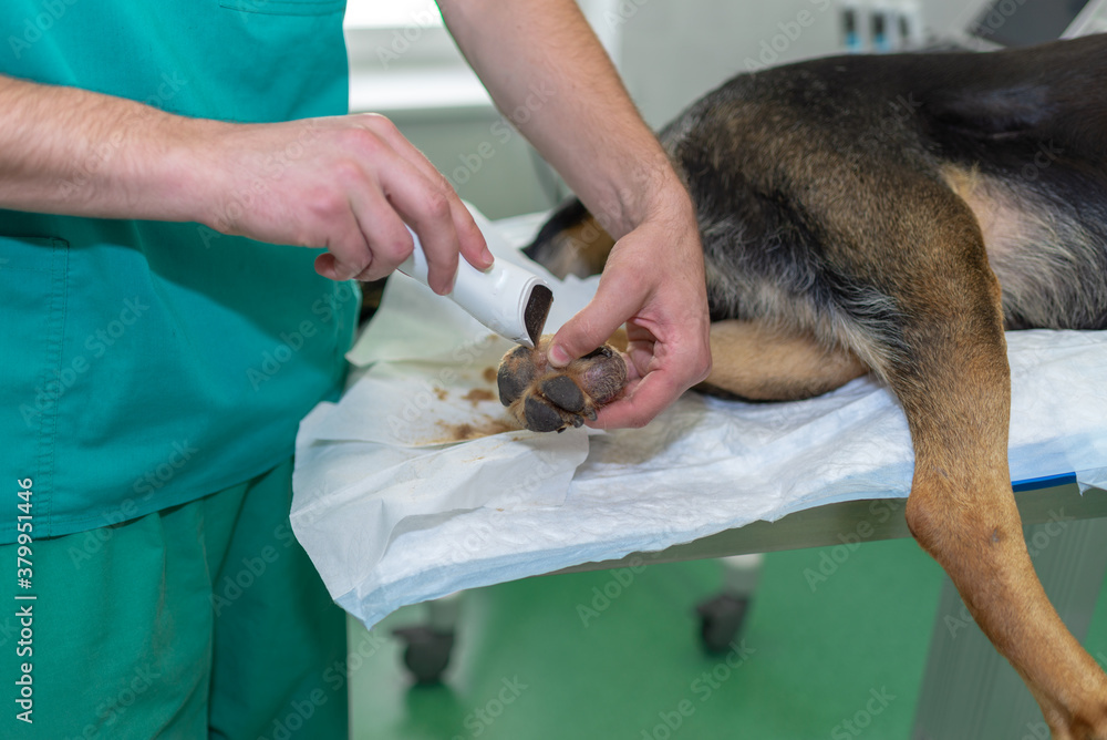 Back view big tumor on the leg of a dog German shepherd