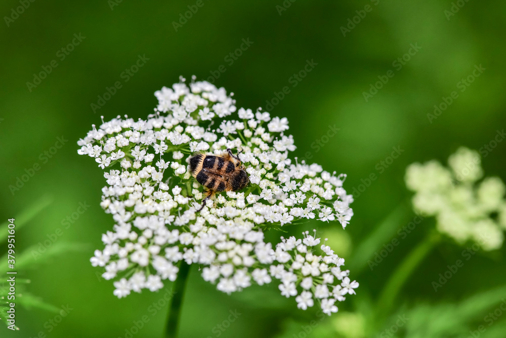 Chinese herbal medicine wild snake bed flower attracts all kinds of insects