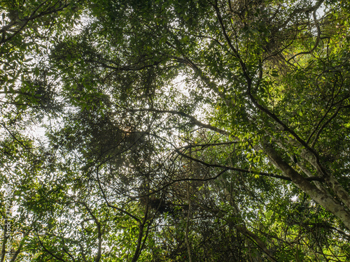 Worm eye view with sunlight in deep forest