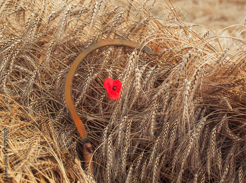 natural background tool sickle lies on the field with Golden ears of ripe bre...