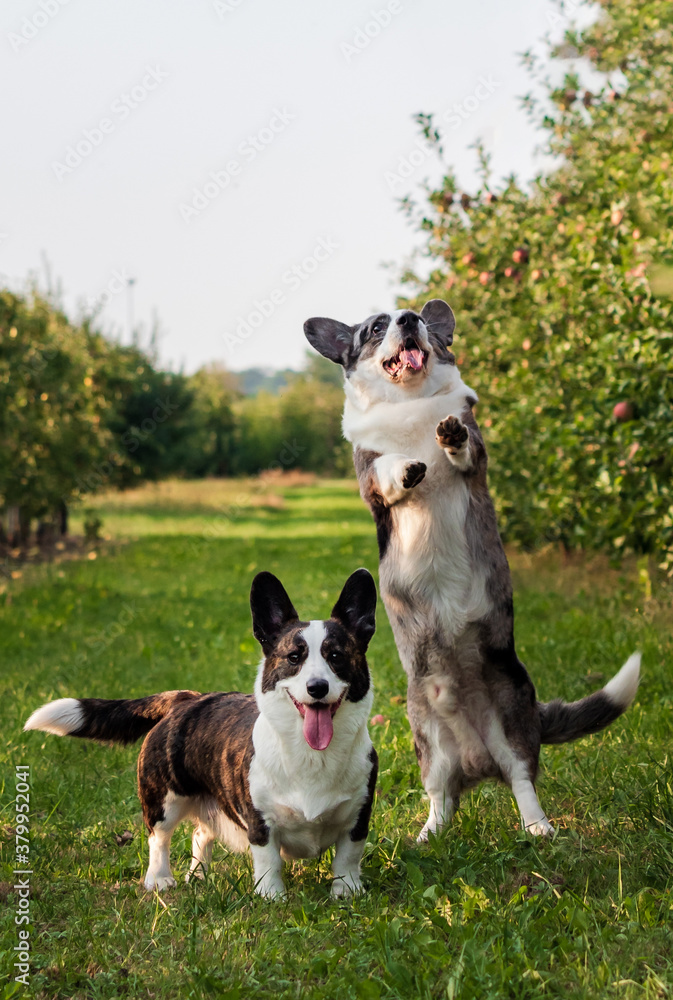 Corgi dog jumping outdoors in apple orchard
